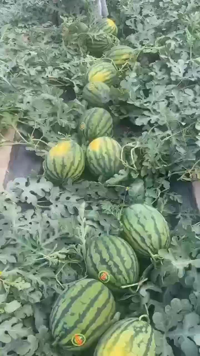 陕西甜王西瓜