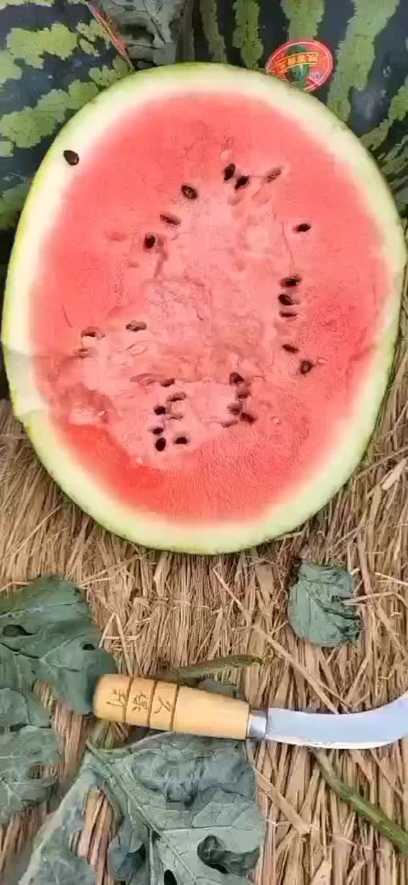 陕西甜王西瓜