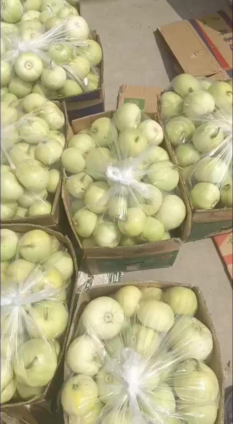 今天甜瓜成色个个饱满，个个挂黄，个个精品，口感脆甜多汁