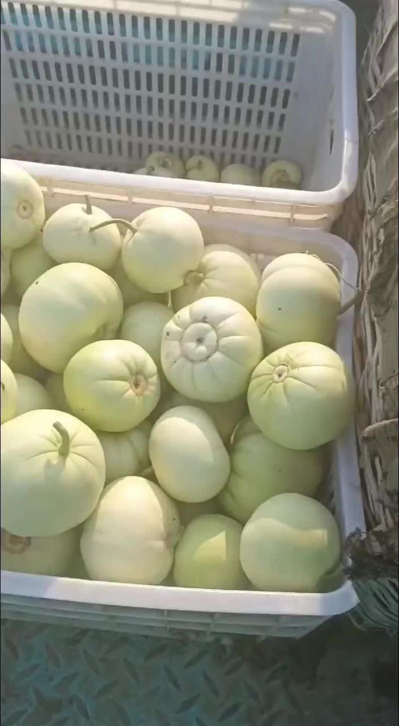 今天甜瓜成色个个饱满，个个挂黄，个个精品，口感脆甜多汁