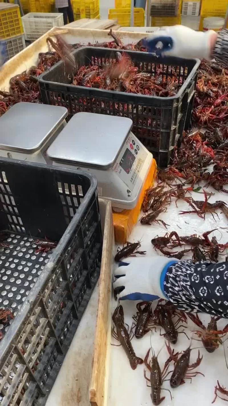 小龙虾