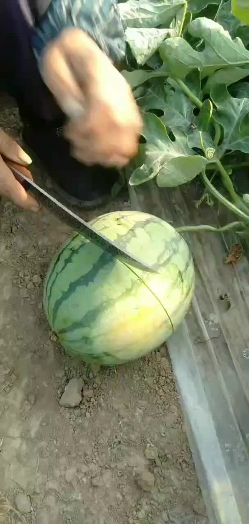 甜西瓜