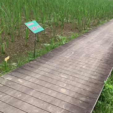 茭白种苗繁育基地