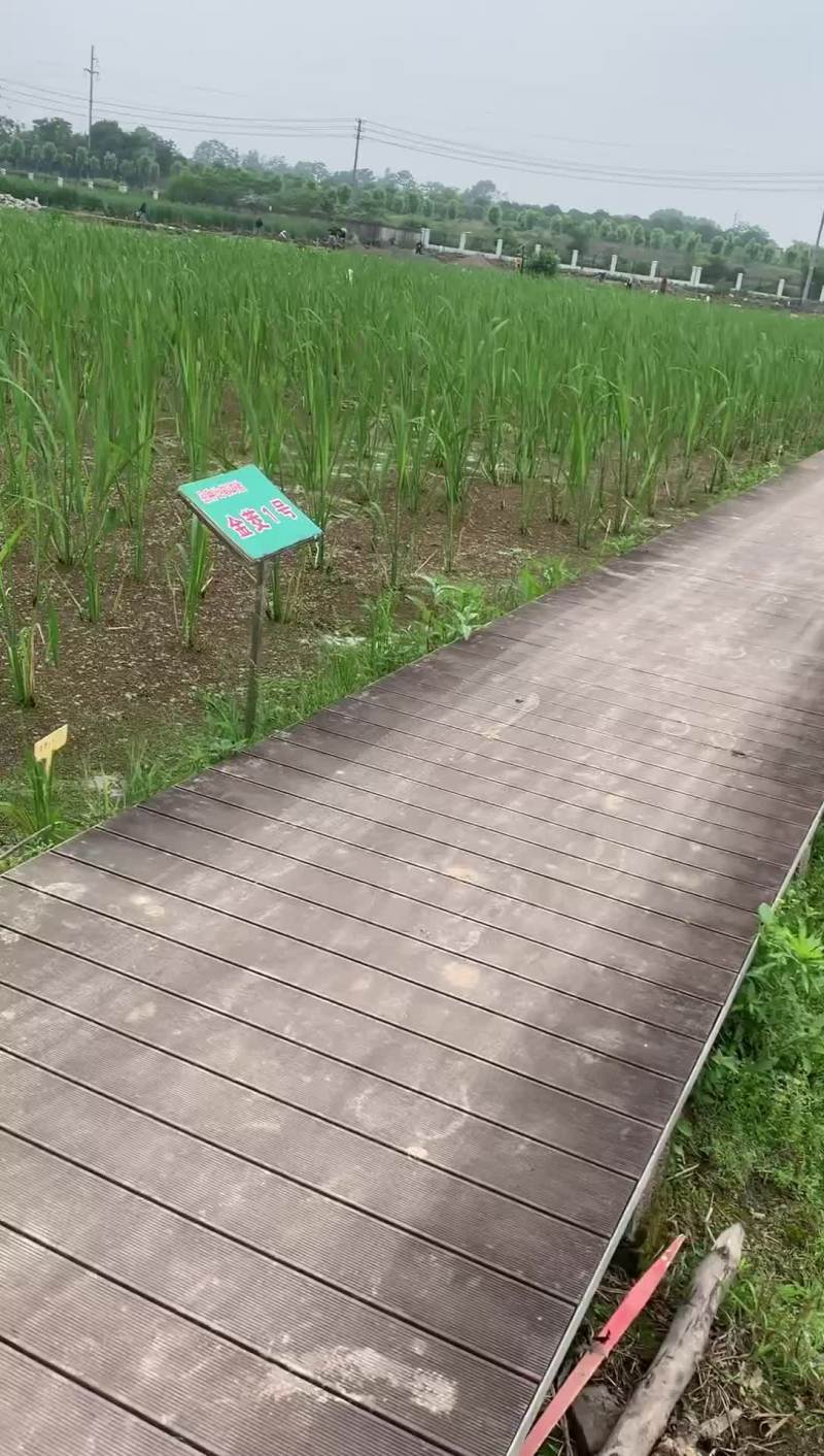 茭白种苗繁育基地