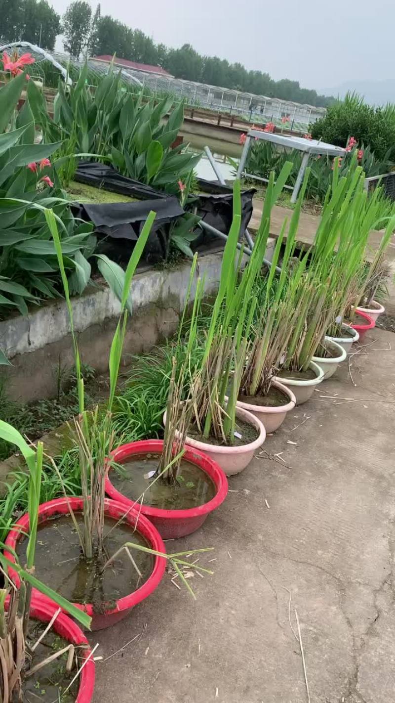 茭白种苗繁育基地