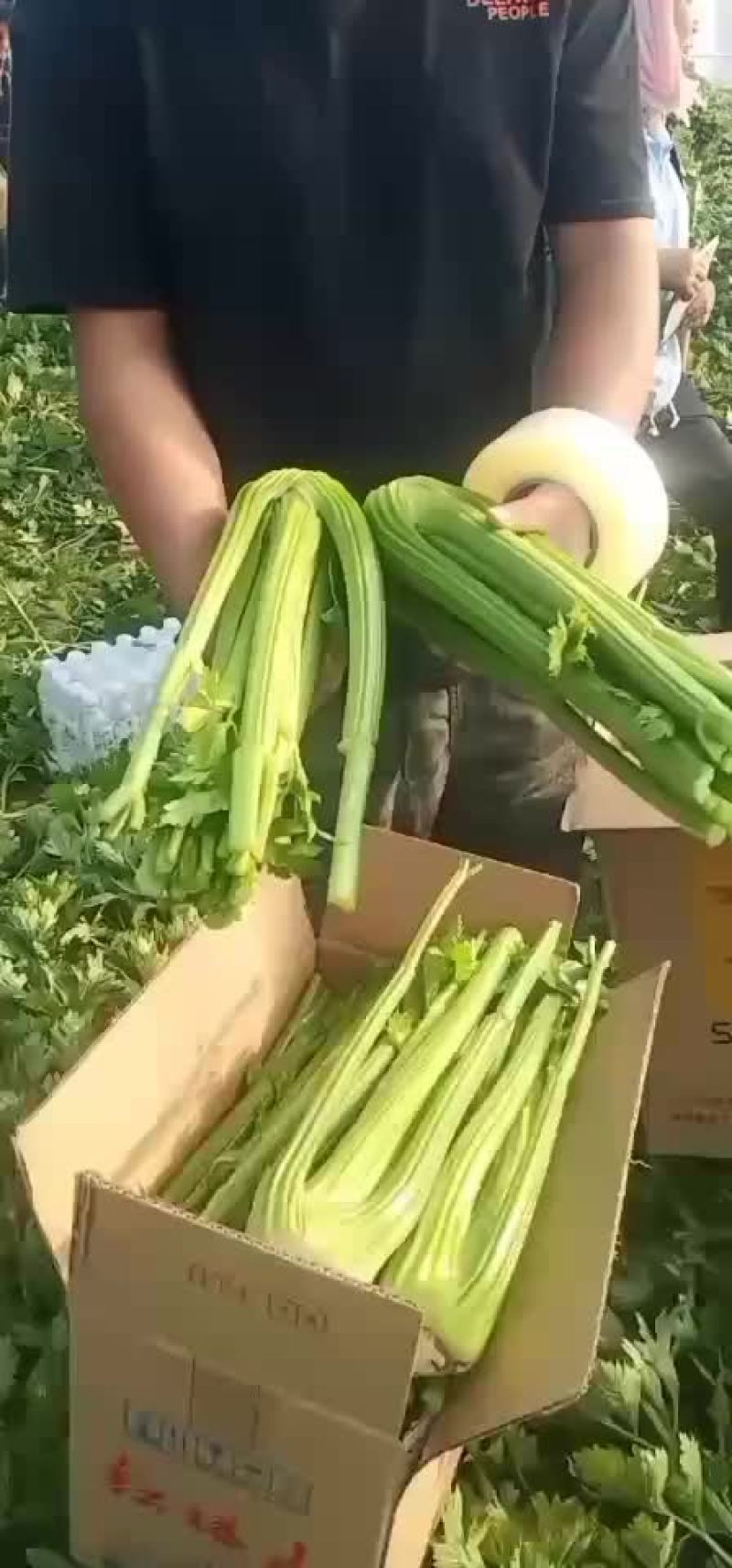 西芹辽宁省锦州市黑山县西芹种植基地正在大量上市有需要的联