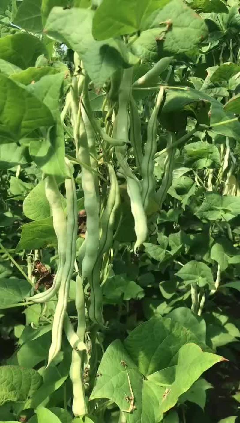 白油玉