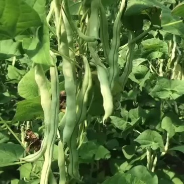 白油玉