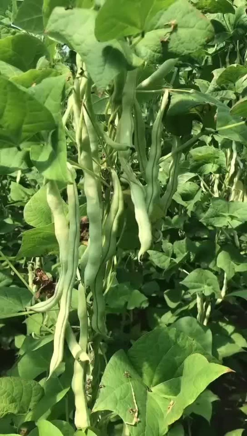 白油玉