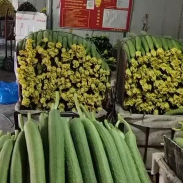 鲜花丝瓜大量上市价格便宜欢迎老板咨询