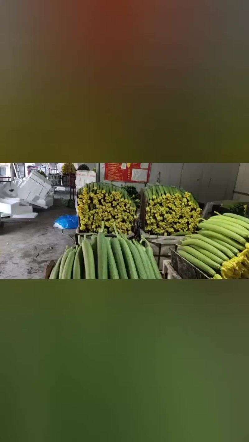 鲜花丝瓜大量上市价格便宜欢迎老板咨询