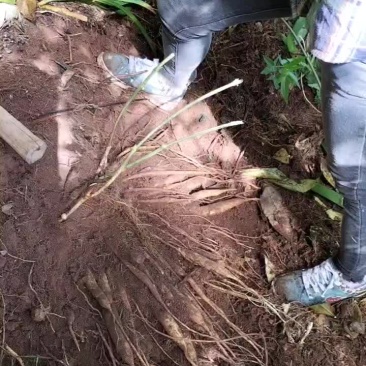 野生百部