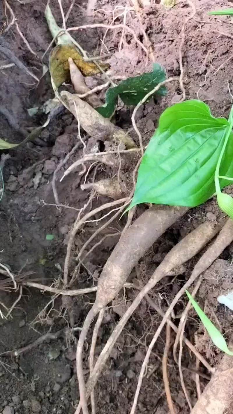 野生百部