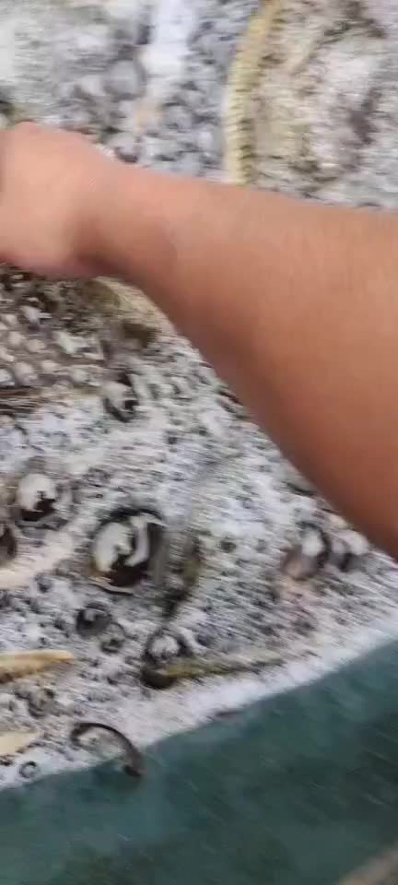 花背鲤鱼稻花鱼