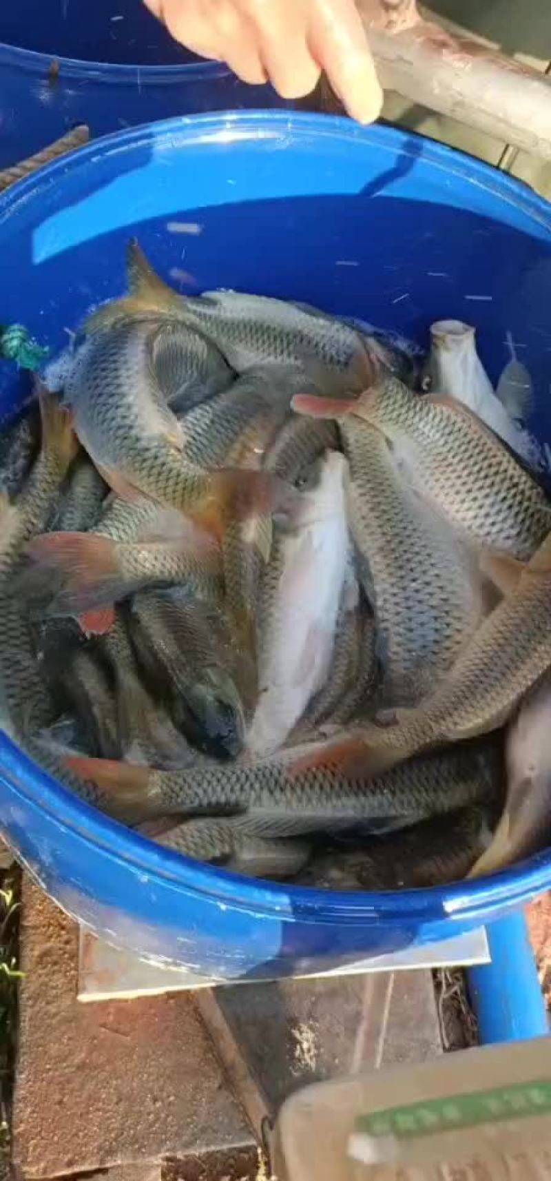 花背鲤鱼稻花鱼