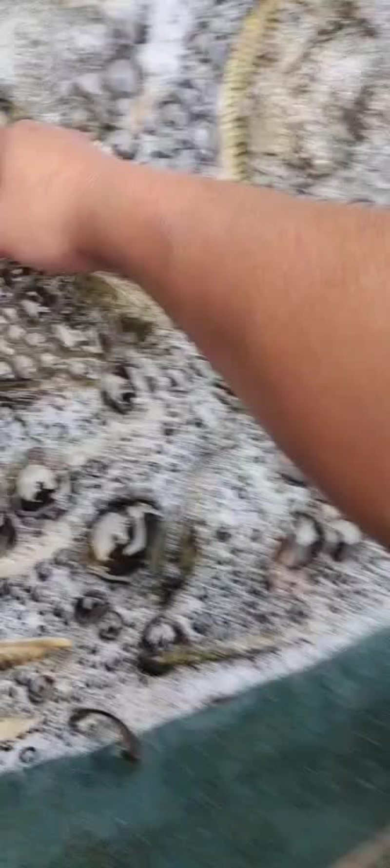 花背鲤鱼稻花鱼