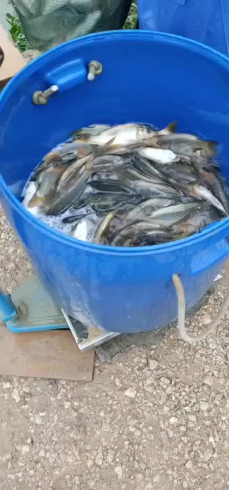 花背鲤鱼稻花鱼