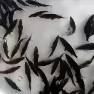精品桂鱼苗，江苏丰庆特种水产养殖，专车送