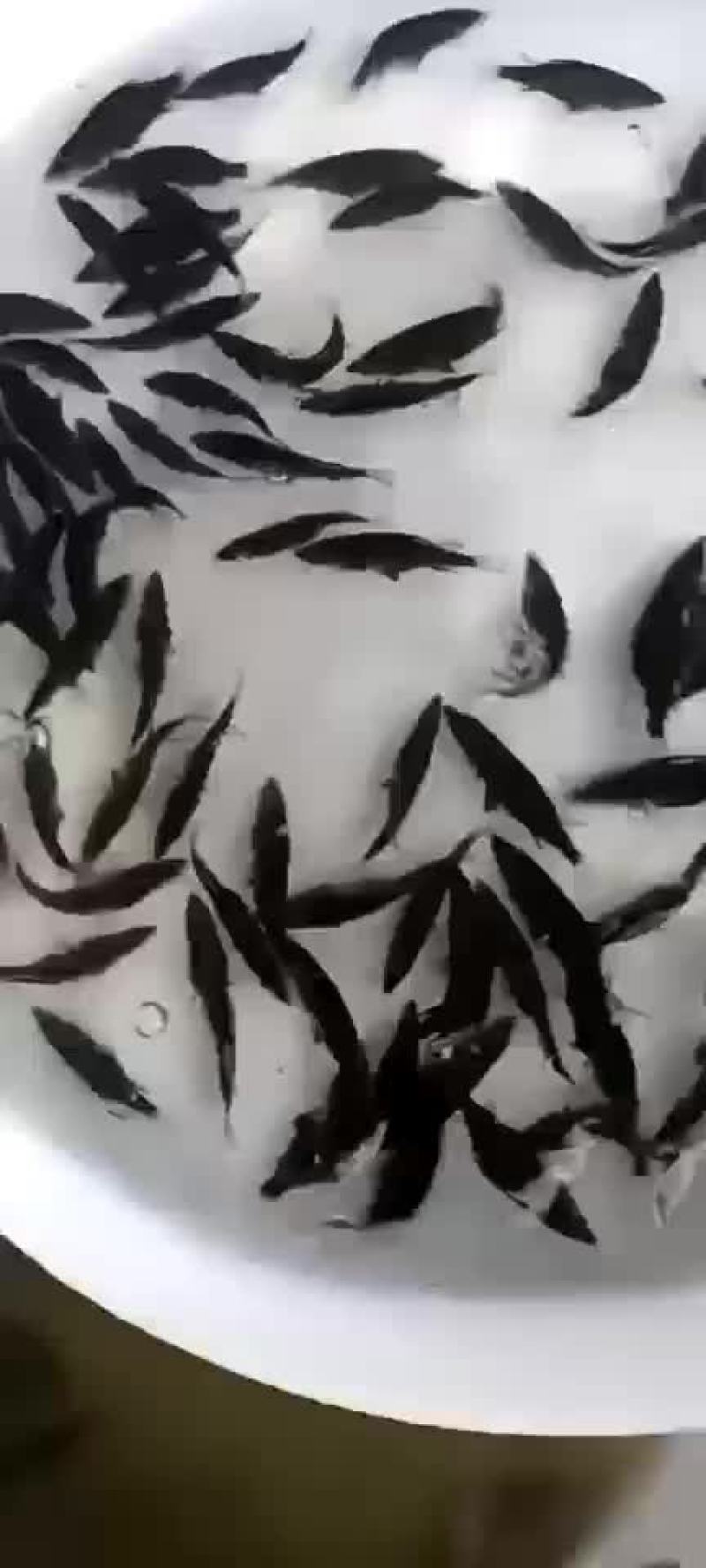 精品桂鱼苗，江苏丰庆特种水产养殖，专车送
