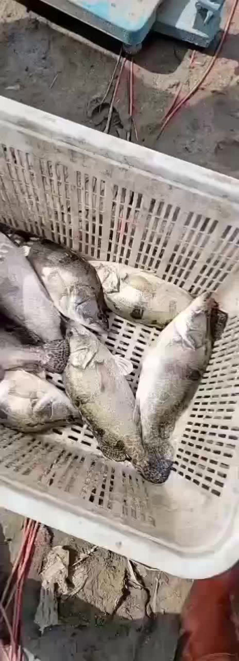 精品桂鱼苗，江苏丰庆特种水产养殖，专车送