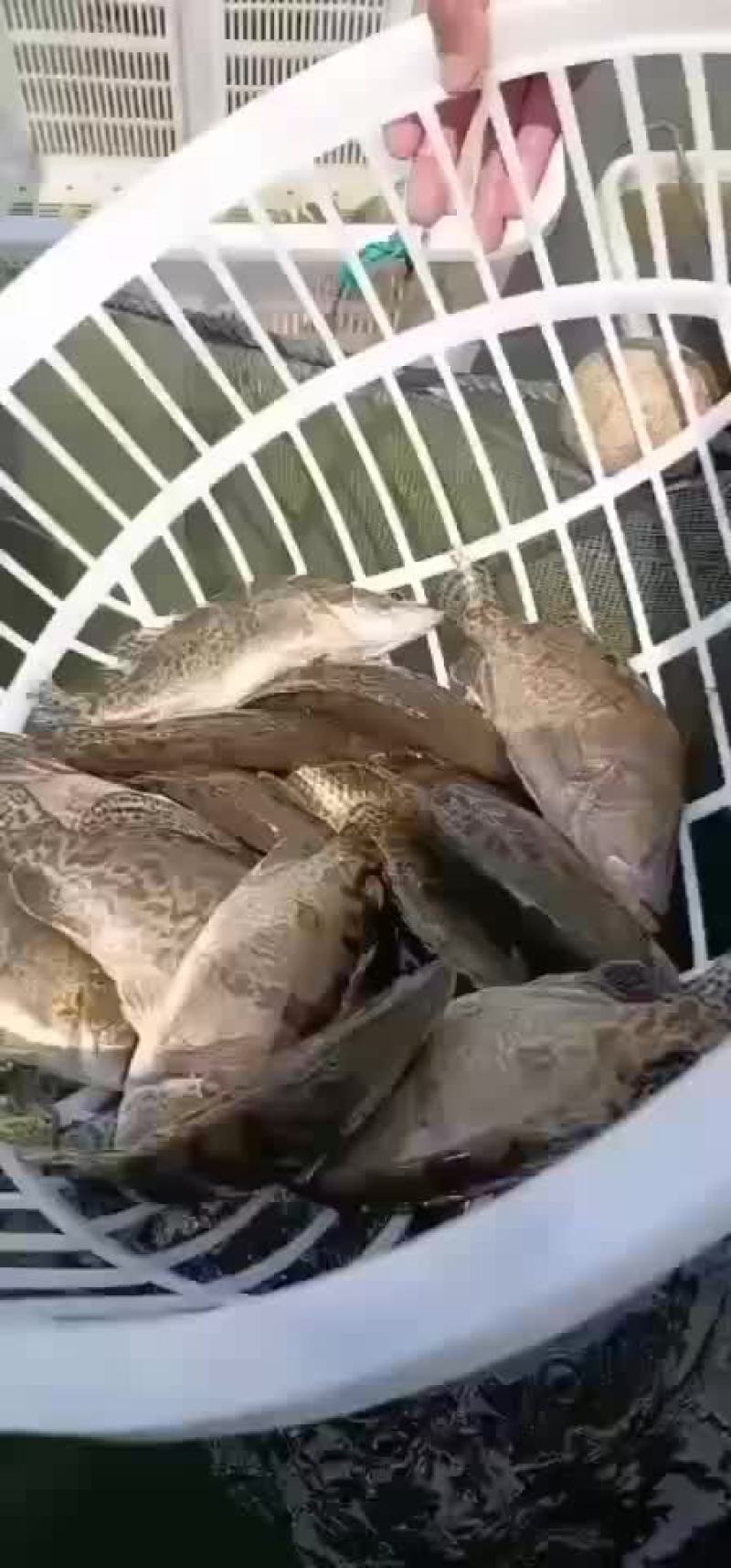 精品桂鱼苗，江苏丰庆特种水产养殖，专车送