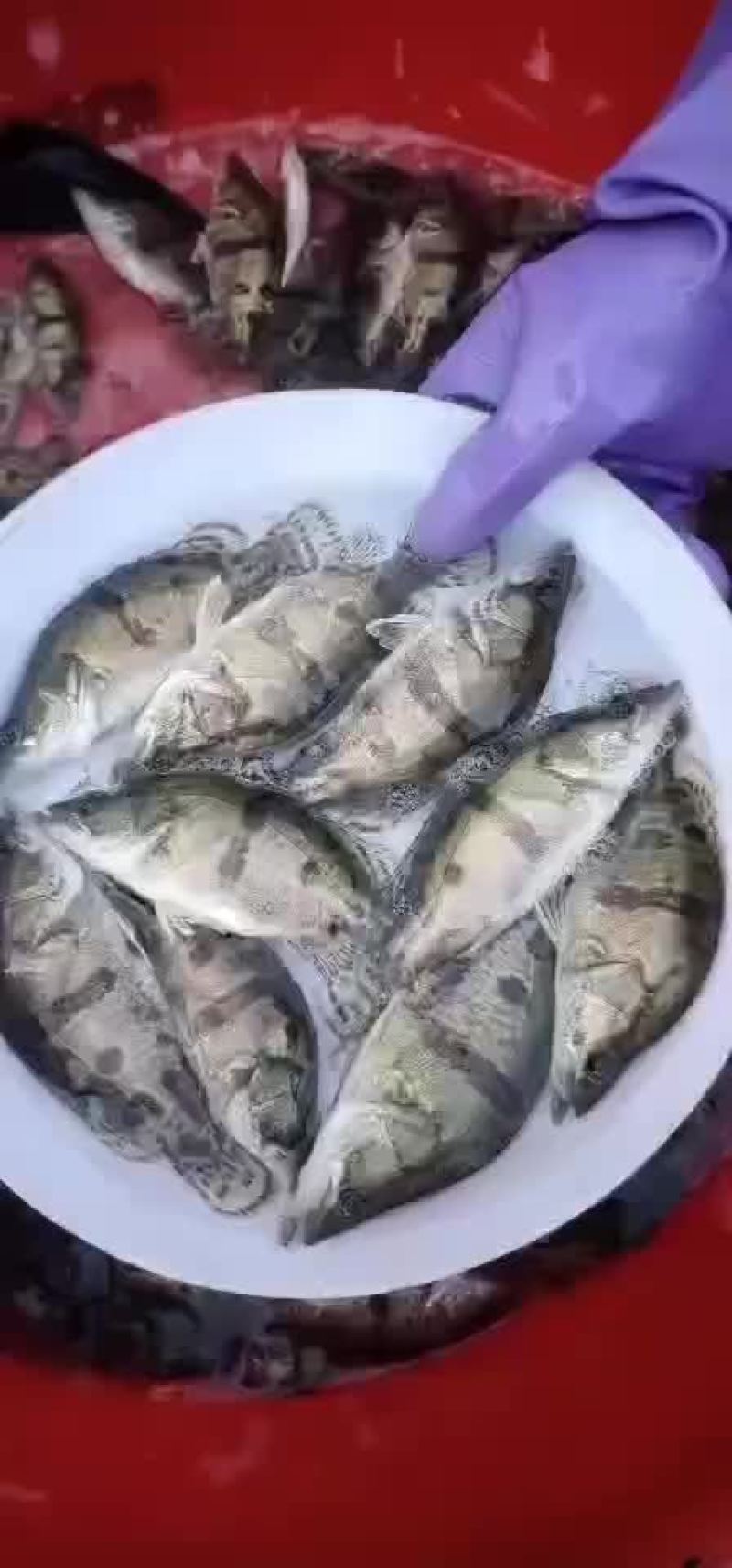 精品桂鱼苗，江苏丰庆特种水产养殖，专车送