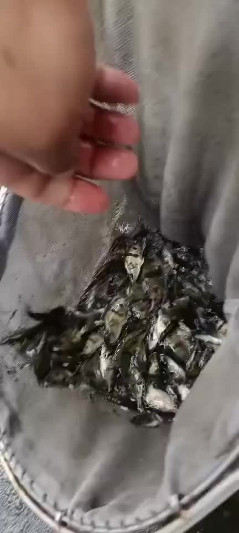 精品桂鱼苗，江苏丰庆特种水产养殖，专车送