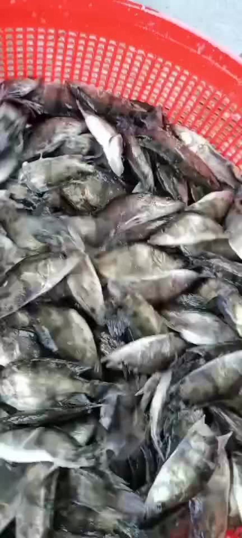 精品桂鱼苗，江苏丰庆特种水产养殖，专车送