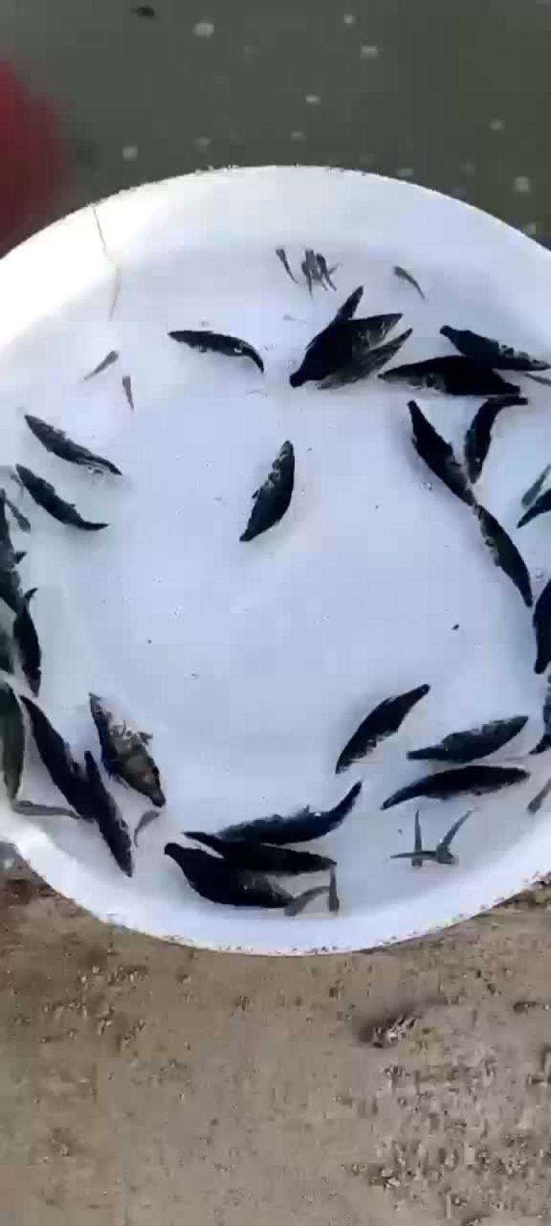 精品桂鱼苗，江苏丰庆特种水产养殖，专车送