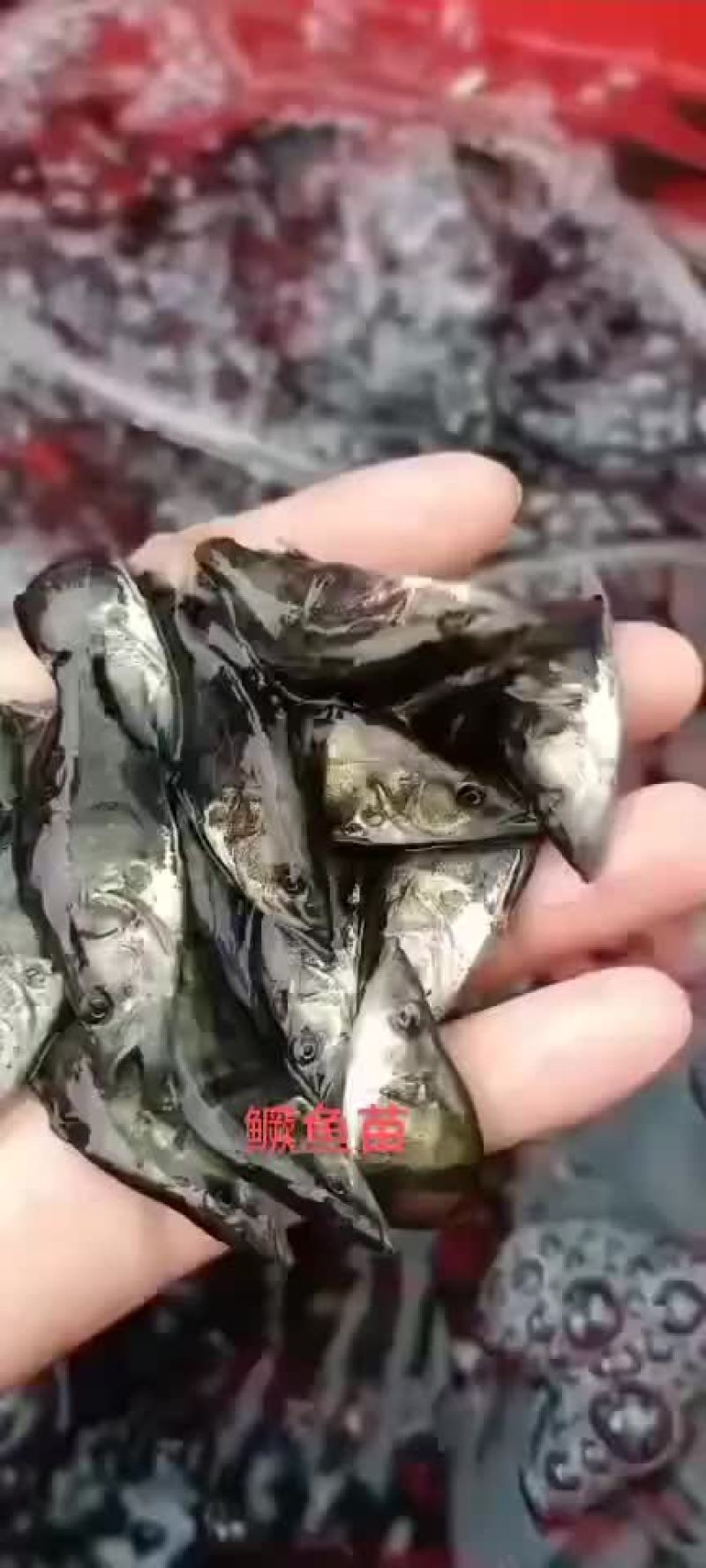 精品桂鱼苗，江苏丰庆特种水产养殖，专车送