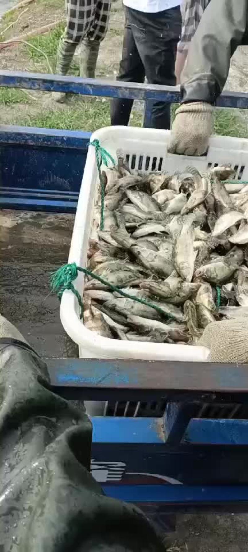 精品桂鱼苗，江苏丰庆特种水产养殖，专车送