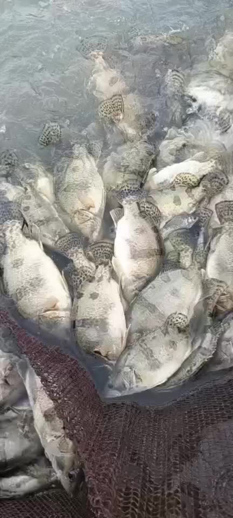 精品桂鱼苗，江苏丰庆特种水产养殖，专车送