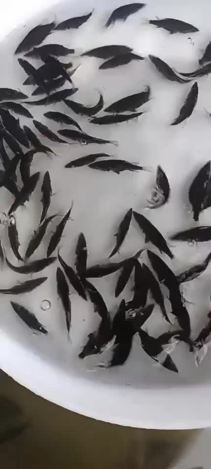 精品桂鱼苗，江苏丰庆特种水产养殖，专车送