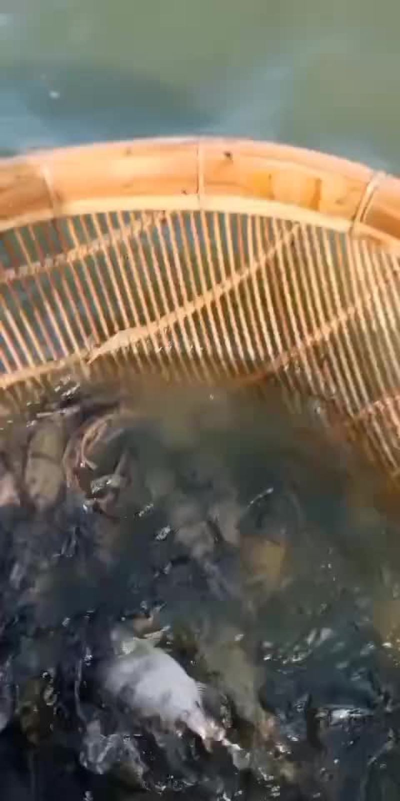 精品桂鱼苗，江苏丰庆特种水产养殖，专车送