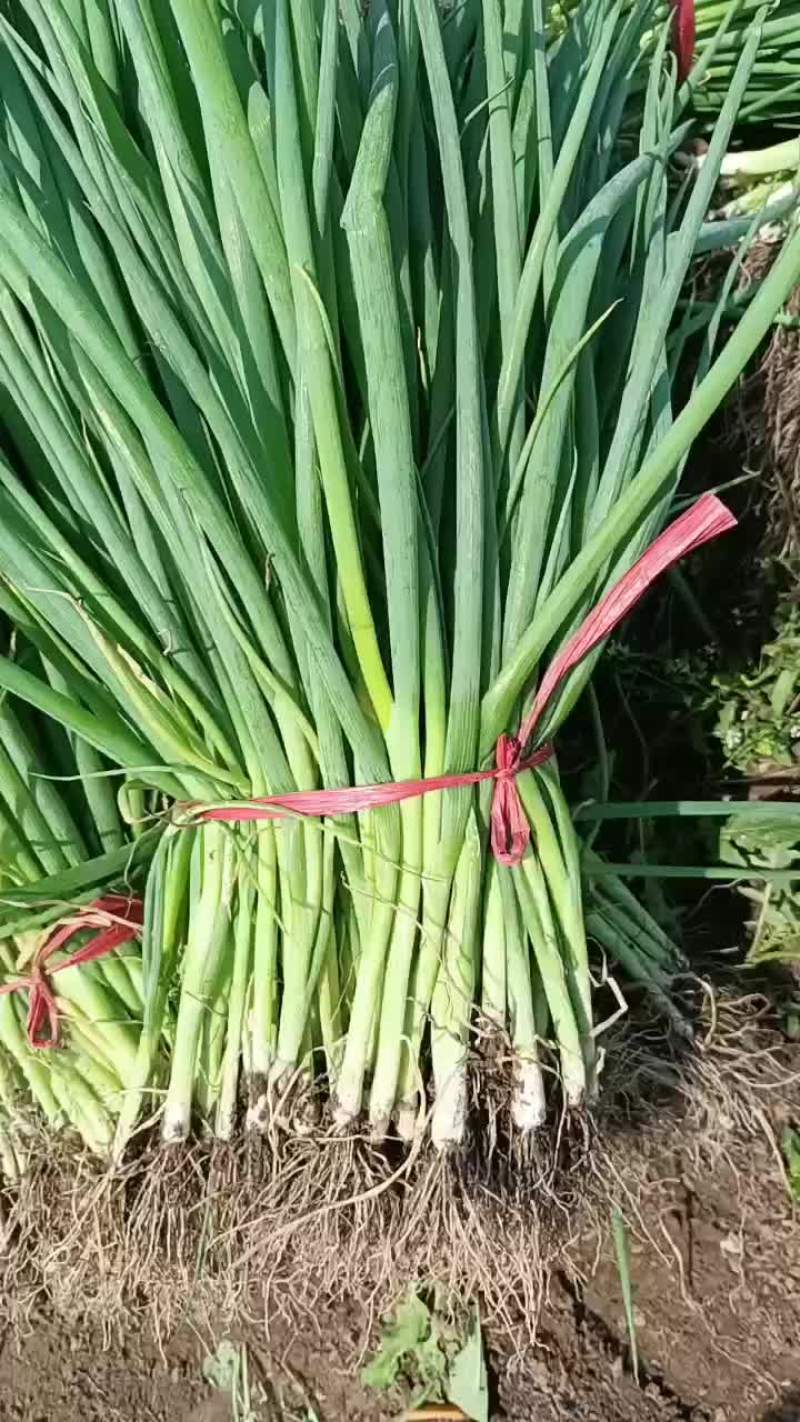 5月24号，继续发货