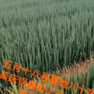 5月24号，继续发货