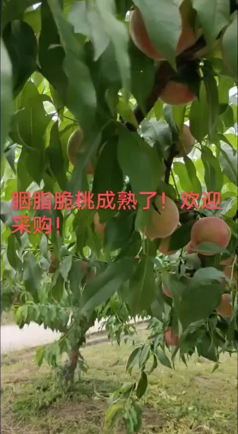 胭脂脆桃上市，欢迎采购！