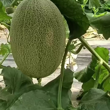 西瓜甜瓜哈密瓜大量上市