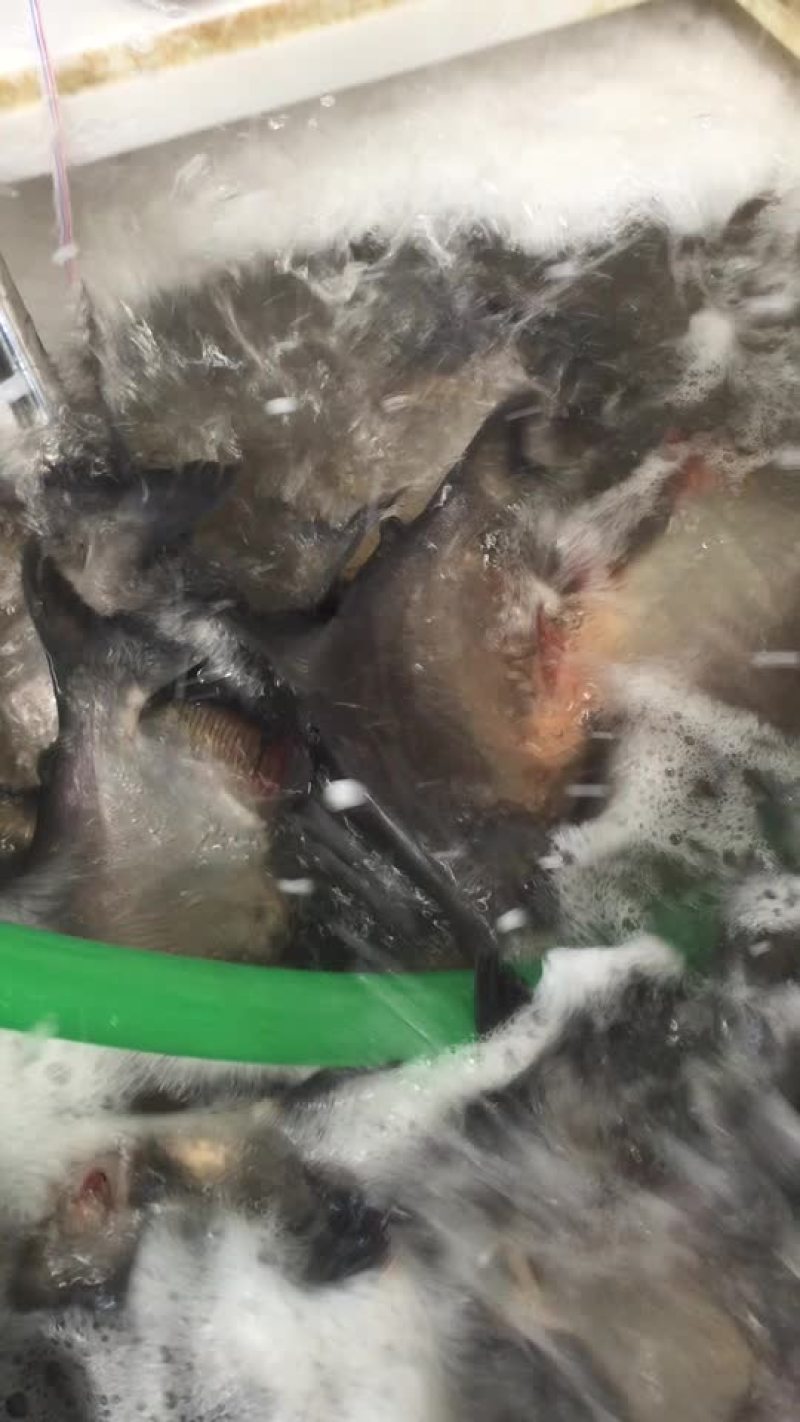 大量出售各种规格红鲳鱼鲜活及冰鲜，量大从优