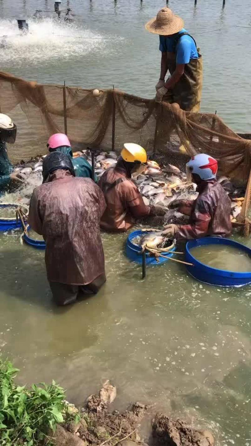大量出售各种规格红鲳鱼鲜活及冰鲜，量大从优