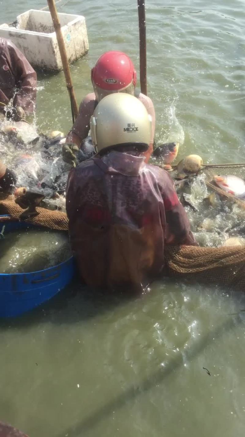 大量出售各种规格红鲳鱼鲜活及冰鲜，量大从优