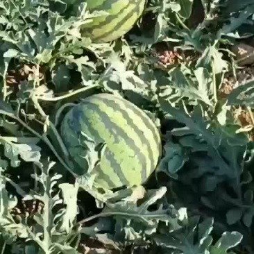 甜王