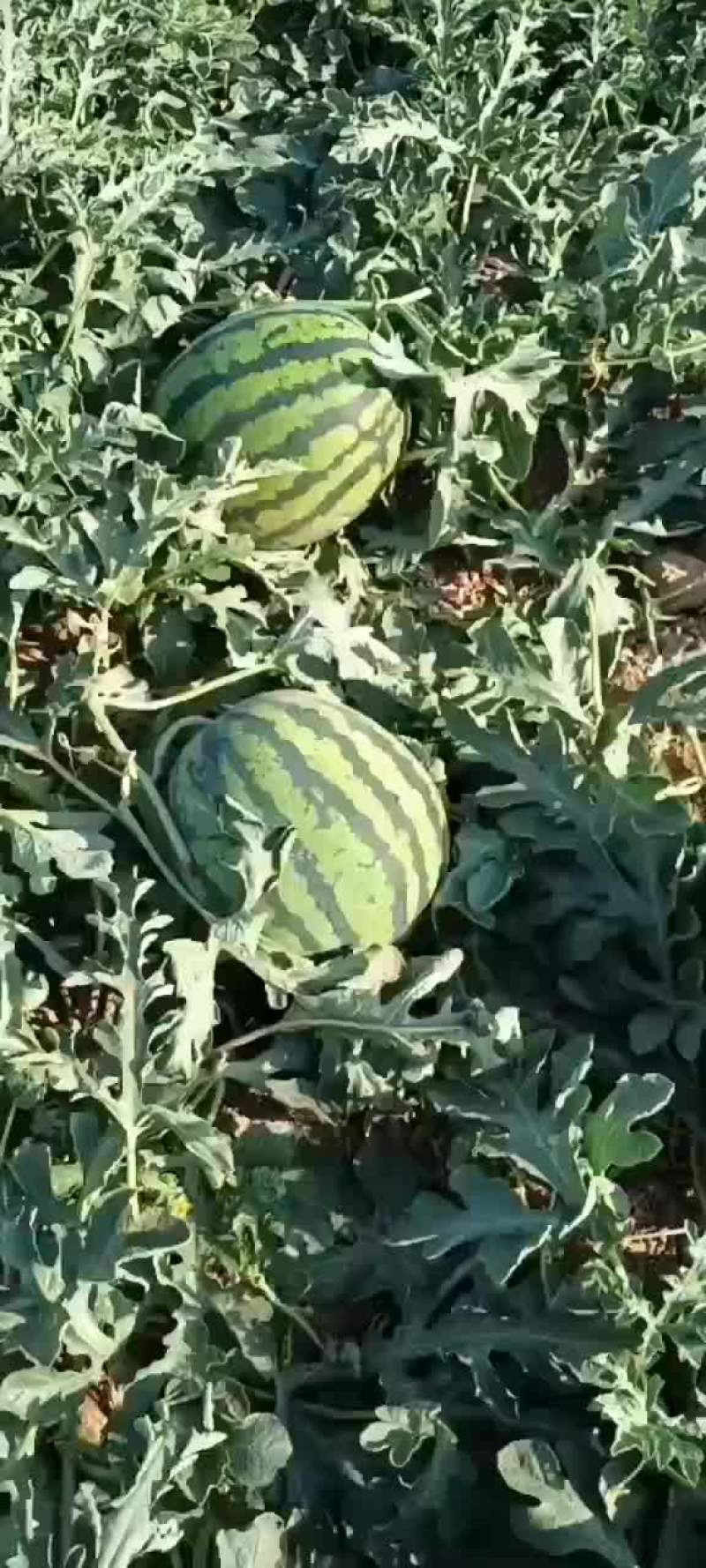 甜王