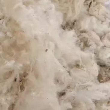 绵羊毛，山羊毛，山羊绒