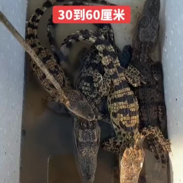 宠物小鳄鱼苗，三条包邮。支持全国发货