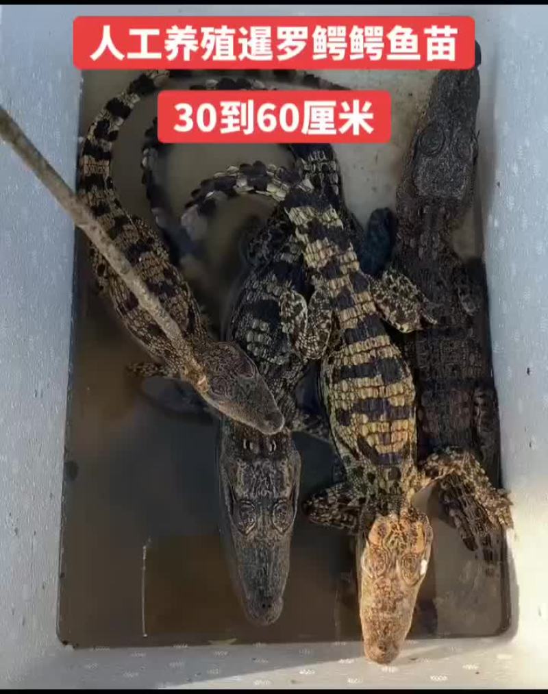 宠物小鳄鱼苗，三条包邮。支持全国发货