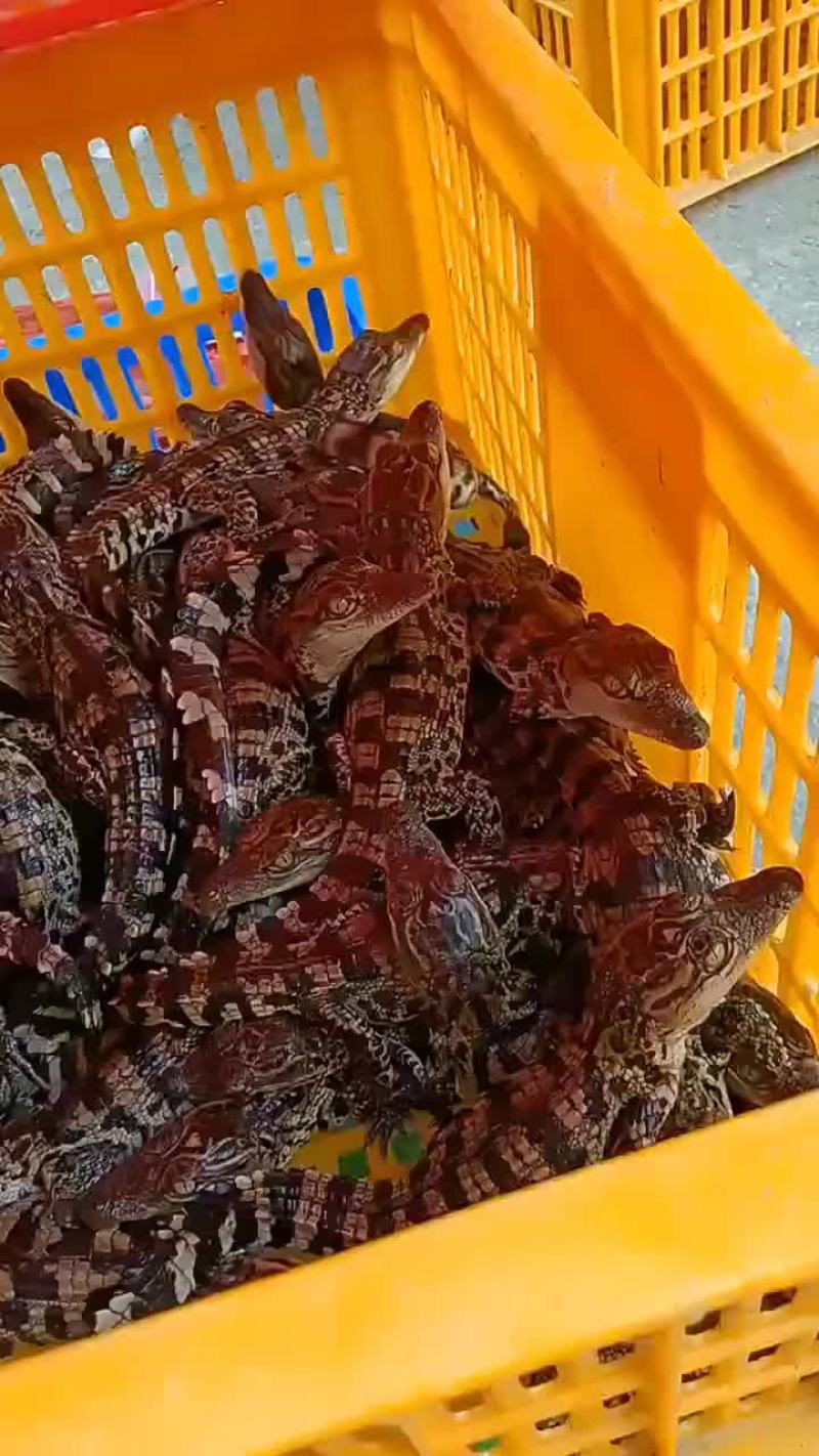 宠物小鳄鱼苗，三条包邮。支持全国发货