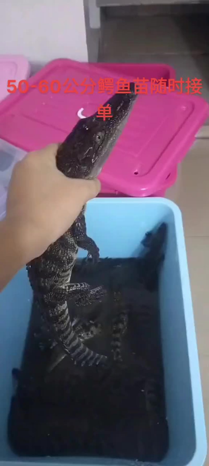 宠物小鳄鱼苗，三条包邮。支持全国发货