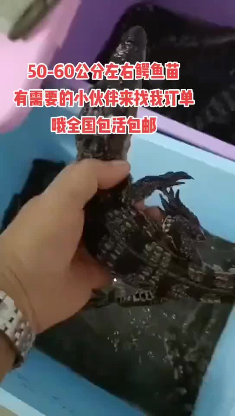 宠物小鳄鱼苗，三条包邮。支持全国发货