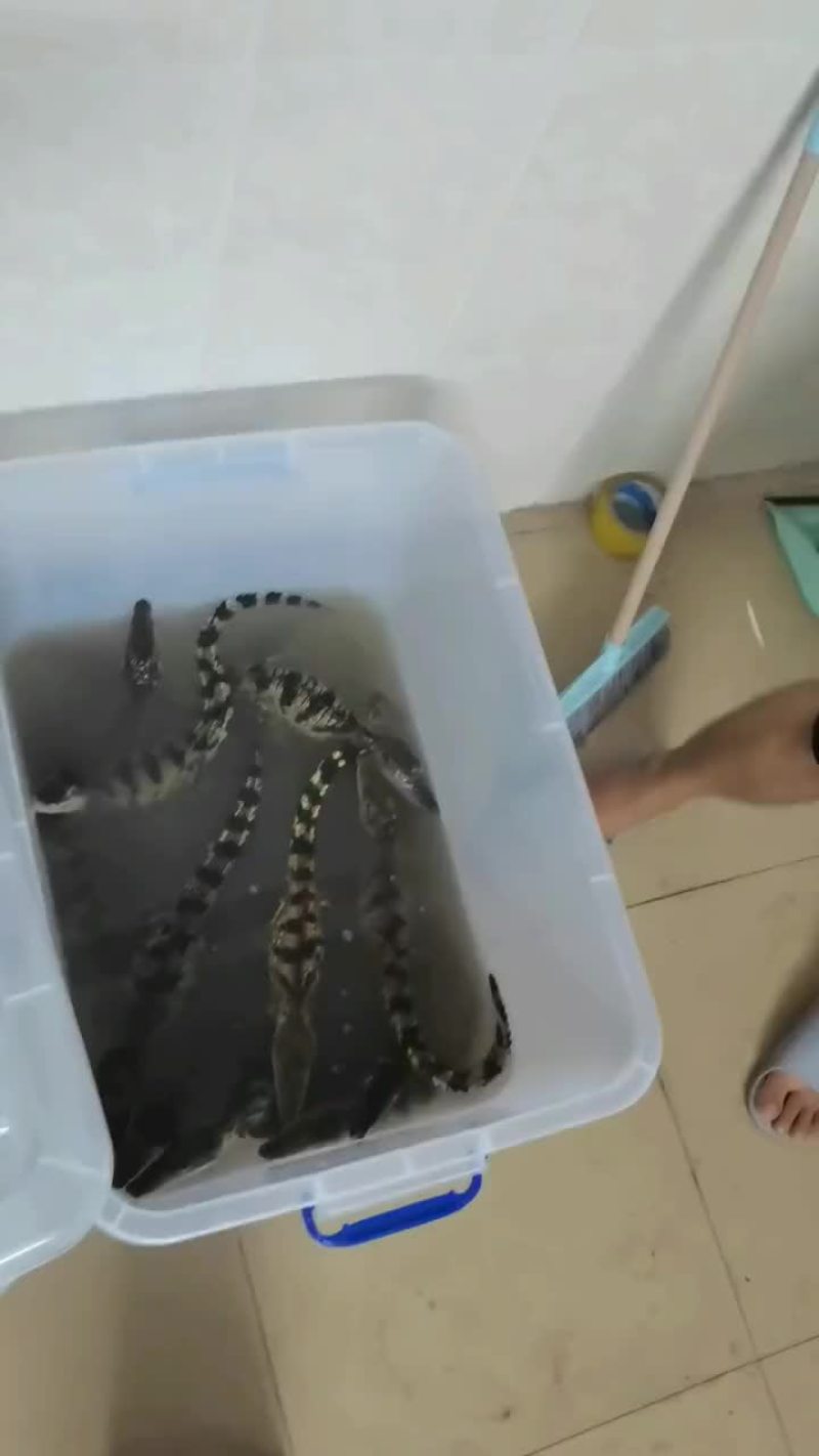 宠物小鳄鱼苗，三条包邮。支持全国发货